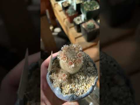 Wideo: Mammillaria Thumb Cactus: Wskazówki dotyczące uprawy kaktusów kciuka