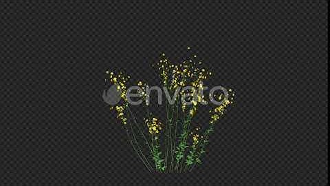 Growing Yellow Flower | Motion Graphics - Envato elements