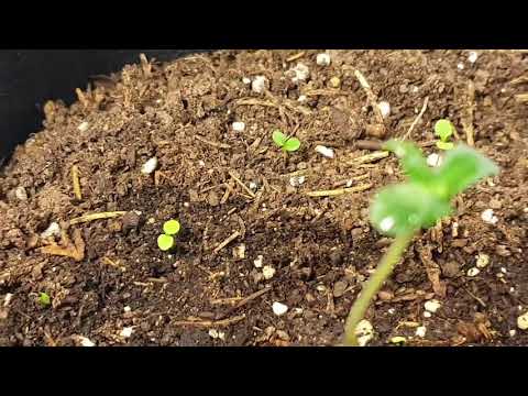 Video: Rădăcină De Canabis