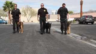 High Powered K9 Security
