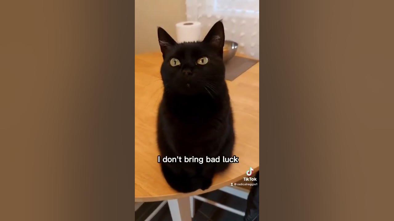 Black Cats bad luck 🍀 YouTube