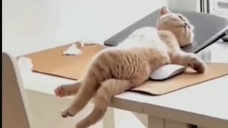 cat funny videos 🤣🤣 |#cat. #funnycat.  #dog  #cat