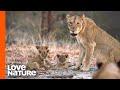 Mother Lioness Fights Off Intruder to Protect Cubs | Love Nature