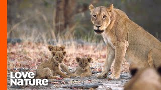 Mother Lioness Fights Off Intruder To Protect Cubs Love Nature