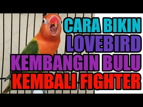 Penyebab Lovebird Sering Ngembangin Bulu Belajar Tentang Lovebird Youtube Penyebab Lovebird Sering Ngembangin Bulu Belajar Tentang Lovebird Youtube