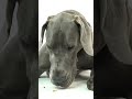 Great Dane Chewing a 6” Thick Best Bully Stick | Chew Test