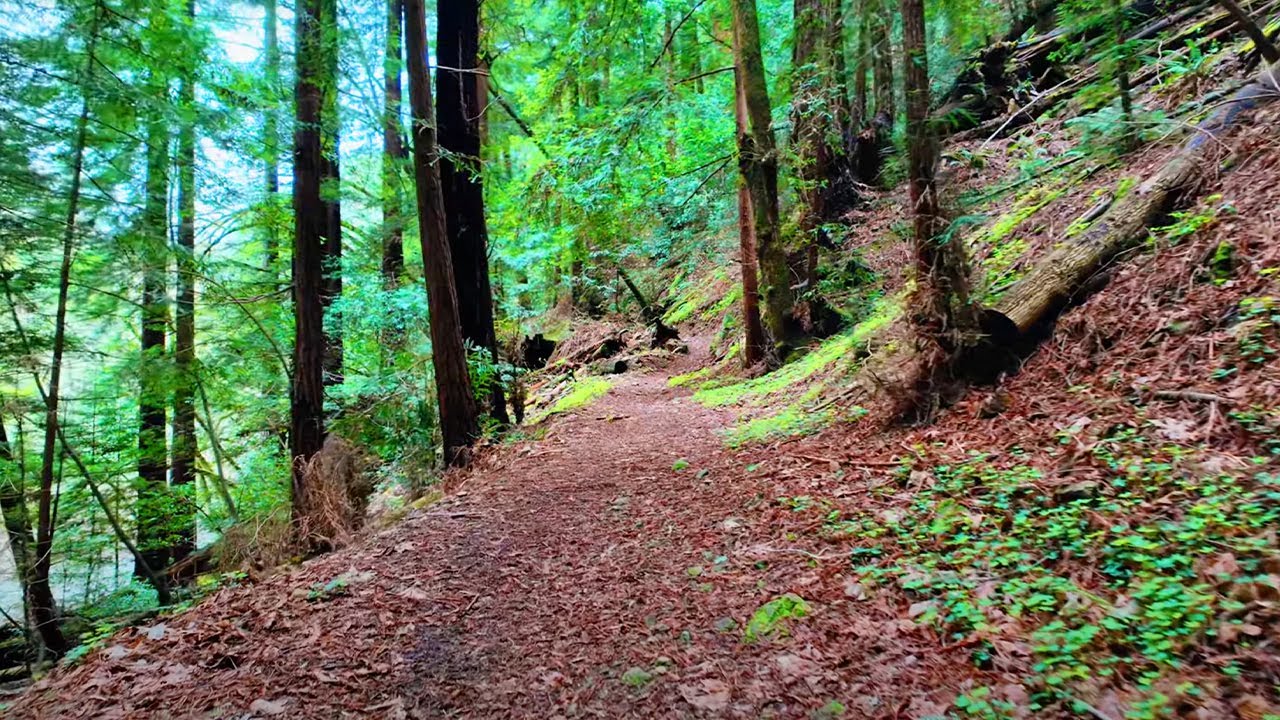 Relaxing Nature Walk - Forest/River Ambience Soundscape, Study ...