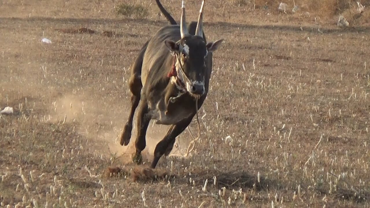 Fantastic Black Hallikar Jallikattu bull running in high speed ! of KLD Lokesh !!