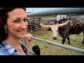 Texas Stampede Longhorn Cattle Drive