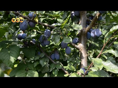 Уход за сливой - 6 соток