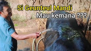 Geunteul Mandi !!! Mau Kemana??