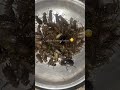 Tasting edible aquatic insects #foodblogger #food #manipuris # #manipuristyle #viralfood #recipe