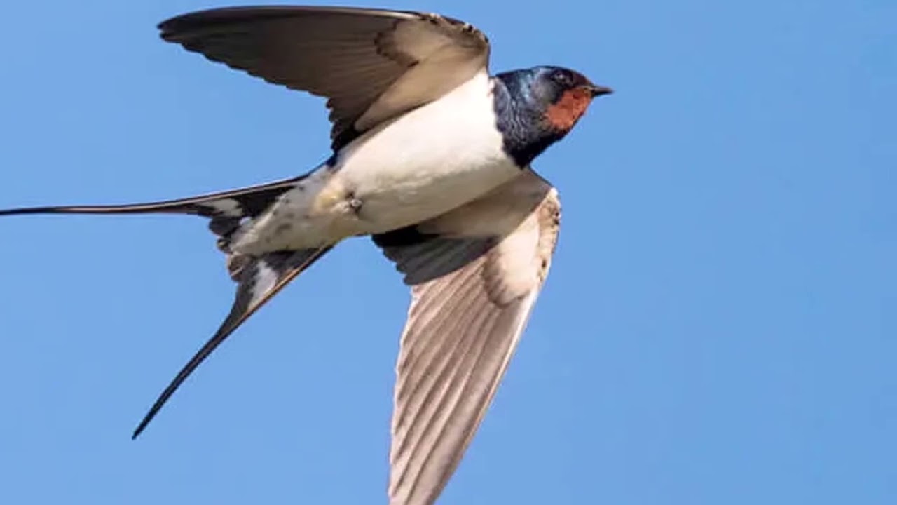FADO DAS ANDORINHAS   Fado de Coimbra