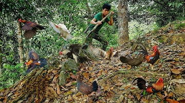 Go into the forest to find wild chickens, set traps, tame them, survival alone