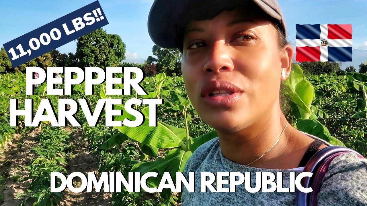 HUGE Pepper Harvest | Dominican Republic Agriculture Farming
