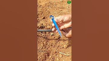 Drip irrigation pipe holder! #farming #drip #irrigation #holder