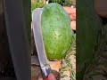 جوه المانجا تفاحه Funny