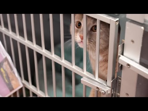 SHELTER SHOWDOWN: Charlotte County's animal shelter fights for more money