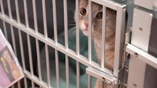 SHELTER SHOWDOWN: Charlotte County's animal shelter fights for more money