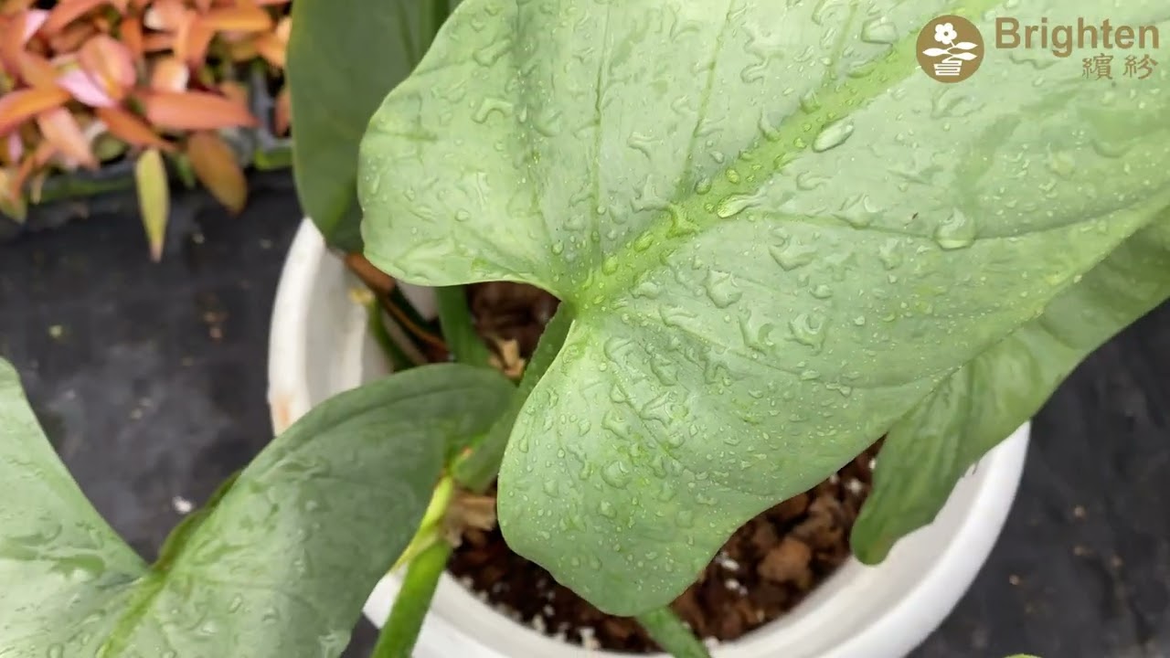 It's time for Brighten's Philodendron variety recommendations!