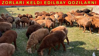 120/ta EDILBAY QOZILAR KELDI ☎️91-679-37-59 ☎️90-535-10-83