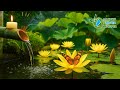 Zen Water Sounds for Relaxation: Yellow Lotus Pond &amp; Butterfly | Sleep, Meditation &amp; Focus Music