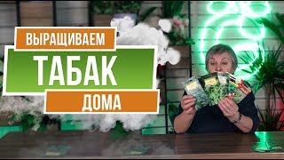 Как вырастить табак дома ✔️ История Табака ✔️ Семена Табака