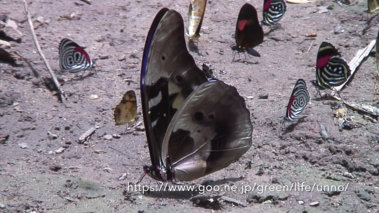 カキカモルフォ♂ カキカモルフォ Morpho rhetenor cacica - YouTube