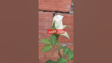 القرآن الكريم بصوت جميل #قرآن #اكسبلور #القرآن_الكريم #quran #لايك #عبدالرحمن_مسعد #quranverses