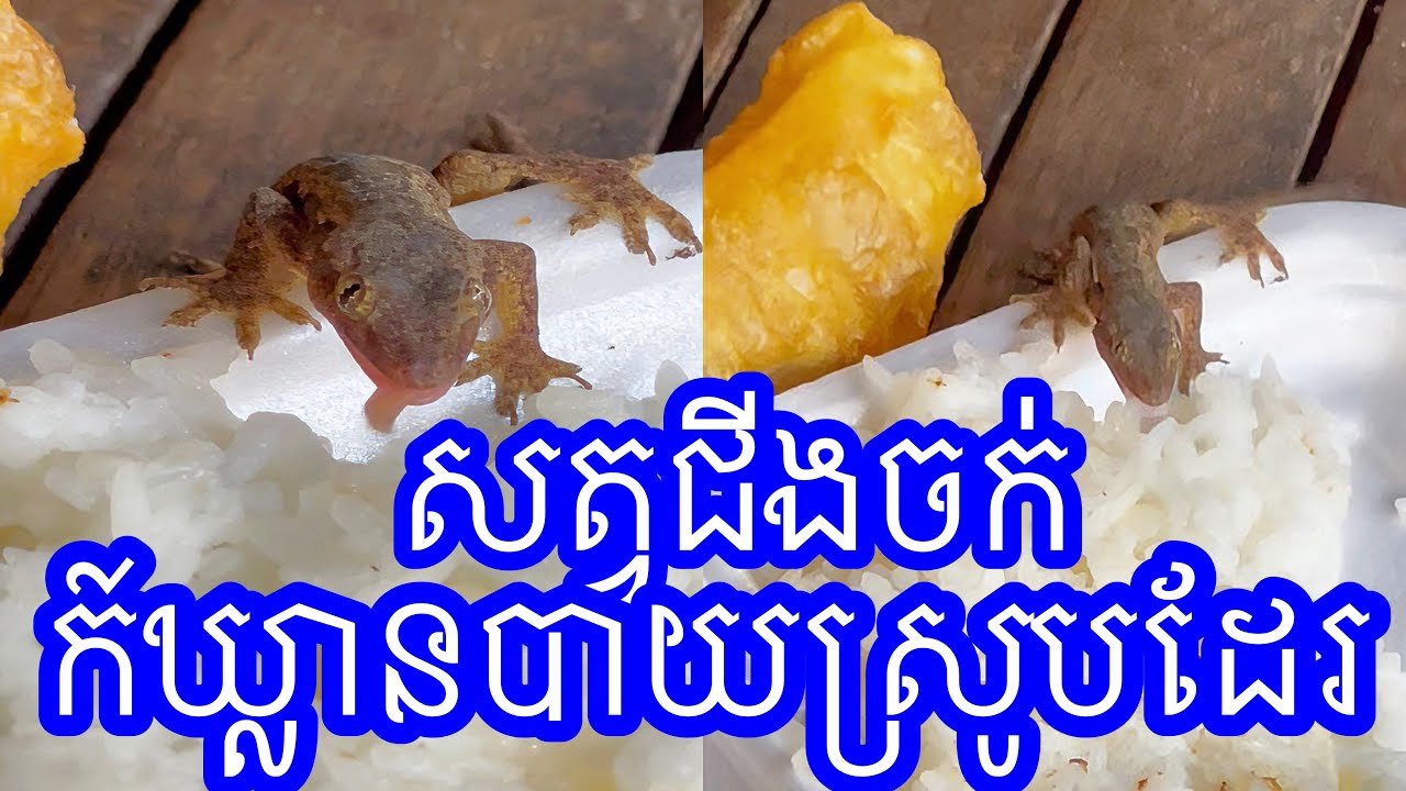 Lizard Rice Cooking សត្វជីងចក់ចេះសុីបាយស្រូបដែរ??😳😳 Lizard 🦎 eat rice 🍚 #deliciousfood # ...