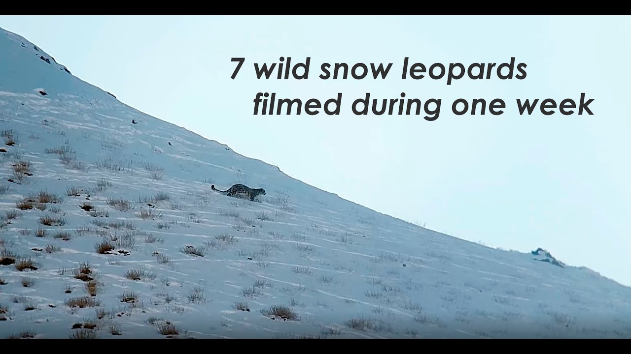 2020 Survival Of The Snow Leopard