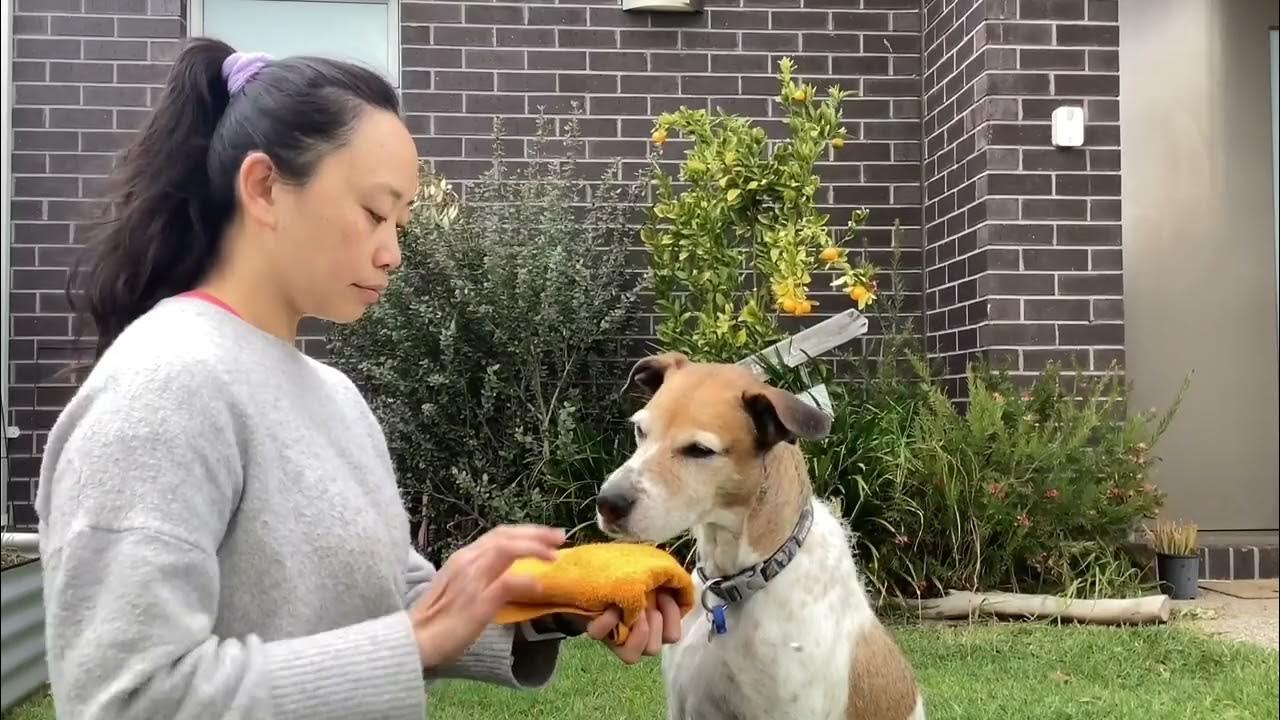 Video teaching Bella chin rest as part of cooperative care assignment