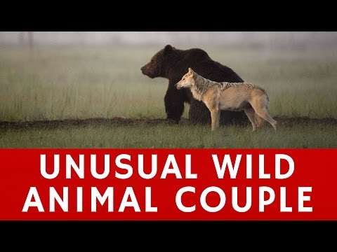 unusual-wild-animal-friendship---bear-and-wolf-in-finland