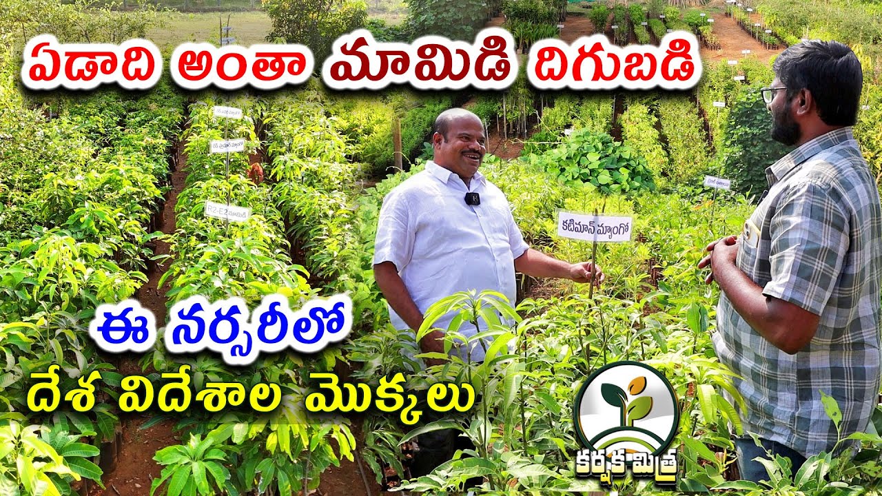 ప్రపంచవ్యాప్తంగా పేరు పొందిన మామిడి మొక్కల నర్సరీ| World Famous Mango Plants Nursery |Karshaka Mitra