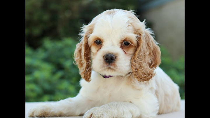 Cocker spaniel puppies for sale massachusetts