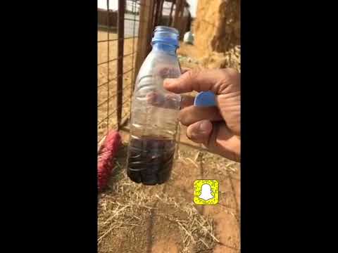 سواد الكرش ودبس التمر او دبس الذرة والمكعبات التي تحتوي على الدبس وعلاقه بلون الكرش وطعم اللحم