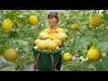 Amazing harvesting yellow watermelons grown in the garden plastic wrap  go to the market sell