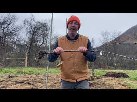 Video: Overgrund og rodsystem af æbletræet