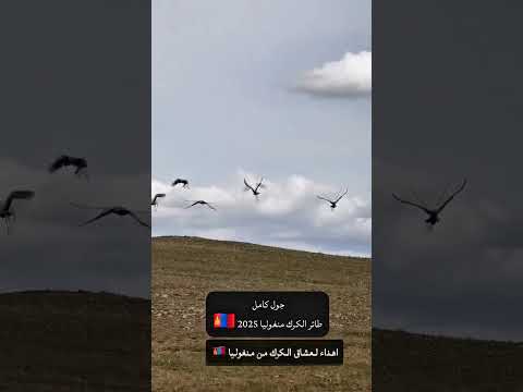 طائر الكرك منغوليا 2025 جول كركي التغطيه اكسبلور
