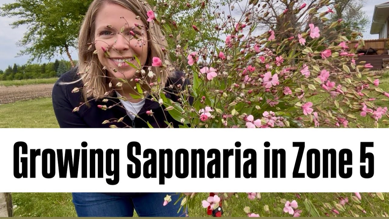 Trialing Saponaria (Soapwort) in Zone 5 : Midwest flower farm : cut flowers