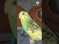 🐦 Sweet Bird Friendship You Can't Miss! 💕 #Shorts
