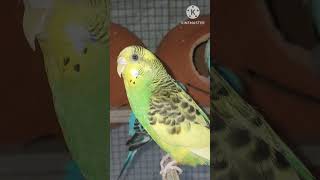 🐦 Sweet Bird Friendship You Can't Miss! 💕 #Shorts