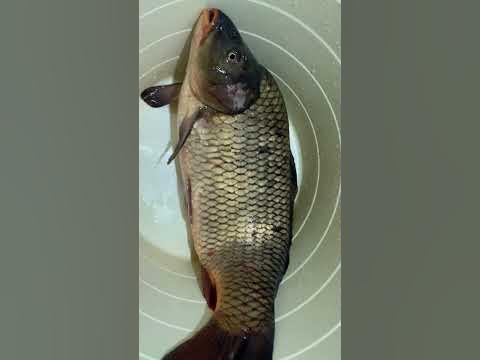 Сазан 3.5 кг. - YouTube