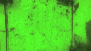 Celebrity Video A3: Invertebrate recovery following electrofishing activity Wealth