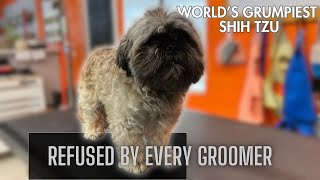 They couldn't find ANYONE to groom their AGGRESSIVE Shih Tzu