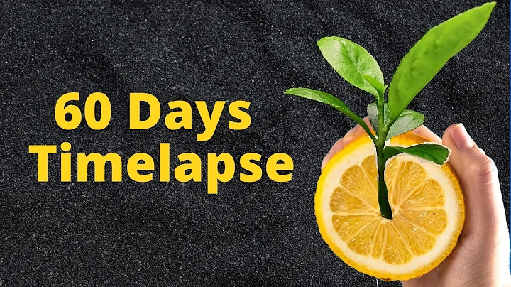 LEMON TREE from SEED Plant Time Lapse