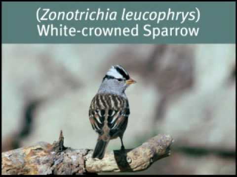 California Birds From A To Z Youtube