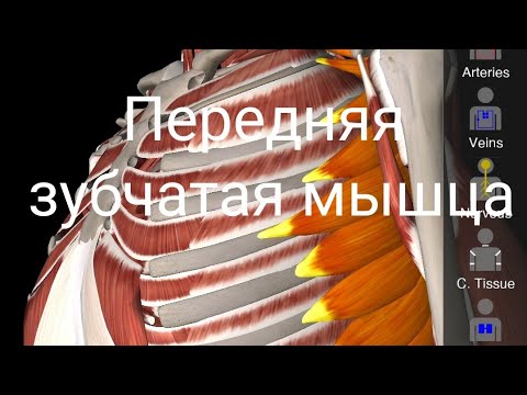 Передняя зубчатая мышца Serratus Anterior. Анатомия