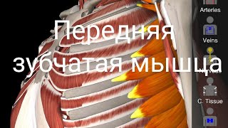 Передняя зубчатая мышца Serratus Anterior. Анатомия