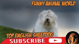 top Funniest English Sheepdog Videos ( best English Sheepdog ) funny animal world